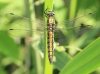 _MG_1314 Orthetrum cancellatum female